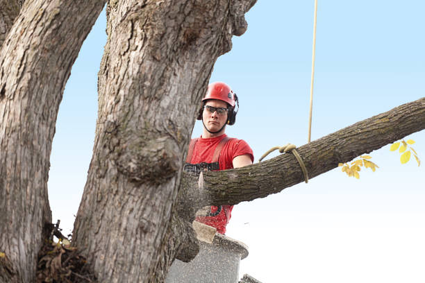  Boonville, NC Tree Removal Services Pros